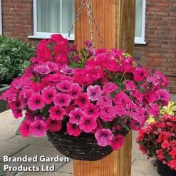 Pink Shockwave Preplanted Hanging Basket -Vedicayur Store pink shock