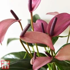 Anthurium Aqua In Sierglass -Vedicayur Store pink22
