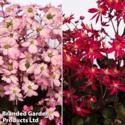 Saxifraga Dancing Pixies Duo -Vedicayur Store pixie3