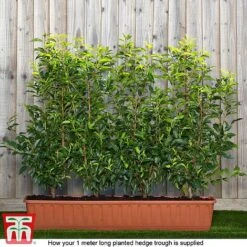 Blackthorn (Hedging) -Vedicayur Store prunus ready1
