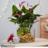 Anthurium Aqua - Gift
