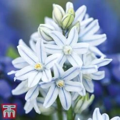 Woodland Garden Saver Collection -Vedicayur Store russiantm