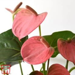 Anthurium Aqua Salmon In Sierglass -Vedicayur Store salmon21