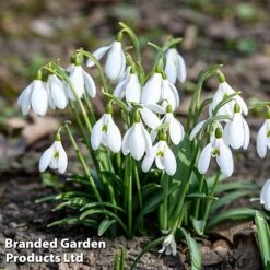 Bulb Bumper Collection -Vedicayur Store snowd