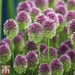 Summer Flowering Bulb Collection 10 Summer Flowering Bulb Collection -Vedicayur Store sphae21