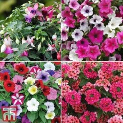 Nurseryman's Choice Container Mix -Vedicayur Store sumbed52