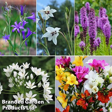 Summer Collection - Bulbs & Seeds 1 Summer Collection - Bulbs & Seeds