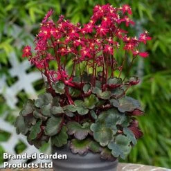 Saxifraga Dancing Pixies Duo -Vedicayur Store tally