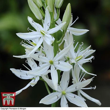 Camassia Leichtlinii Subsp. Leichtlinii 1 Camassia Leichtlinii Subsp. Leichtlinii