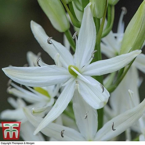 Camassia Leichtlinii Subsp. Leichtlinii 2 Camassia Leichtlinii Subsp. Leichtlinii - Image 2