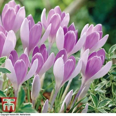 Crocus 'Vanguard' 1 Crocus 'Vanguard'