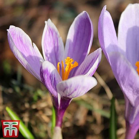 Crocus 'Vanguard' 2 Crocus 'Vanguard' - Image 2