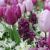 Tulip, Hyacinth & Anemone Mix