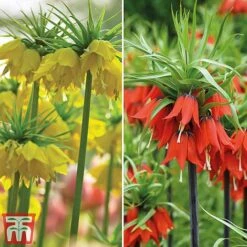 Fritillaria Imperialis Duo -Vedicayur Store tm duo