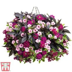 Top Class Colour Themed Collection -Vedicayur Store topclass2