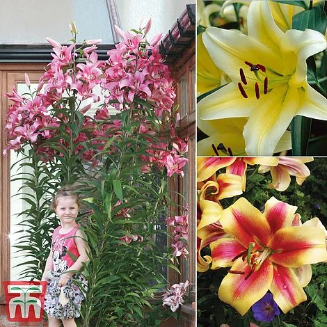 Tree Lily Collection 1 Tree Lily Collection