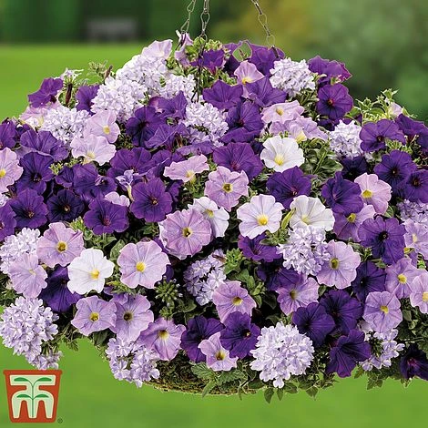 True Beauty Colour Themed Collection 1 True Beauty Colour Themed Collection