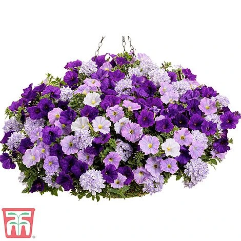 True Beauty Colour Themed Collection 2 True Beauty Colour Themed Collection - Image 2