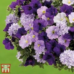 True Beauty Colour Themed Collection 5 True Beauty Colour Themed Collection -Vedicayur Store truebeauty3