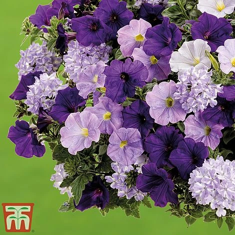 True Beauty Colour Themed Collection 3 True Beauty Colour Themed Collection - Image 3