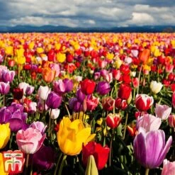 Tulip Delightfully Dutch Mix -Vedicayur Store tuli dutch2
