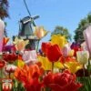 Tulip Delightfully Dutch Mix