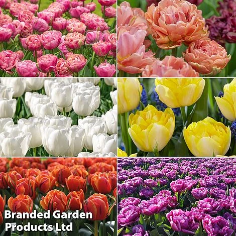 Tulip 'Royal Palace Doubles' Collection 2 Tulip 'Royal Palace Doubles' Collection - Image 2