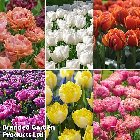 Tulip 'Royal Palace Doubles' Collection 1 Tulip 'Royal Palace Doubles' Collection