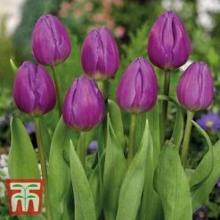 Tulip Patio Mix 9 Tulip Patio Mix -Vedicayur Store tulip 2