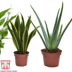 Wellbeing Collection -Vedicayur Store well3