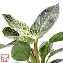 Philodendron 'White Measure' -Vedicayur Store white210