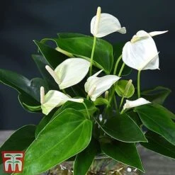 Anthurium Aqua - Gift -Vedicayur Store white261