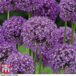 Spring Bulb Variety Bundle -Vedicayur Store z ALLI T71665 B3