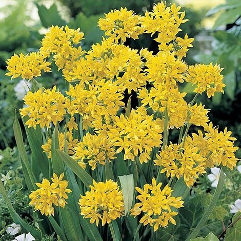 Summer Bulb Collection 2 Summer Bulb Collection - Image 2