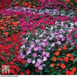 Nurseryman's Choice Summer Annual Plants -Vedicayur Store z BUSY P94608 A1