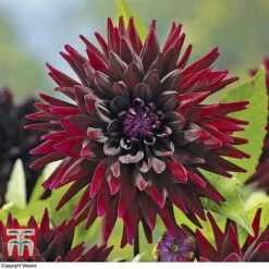 Dahlia 'Rouge Collection' -Vedicayur Store z DAHL T51581 A
