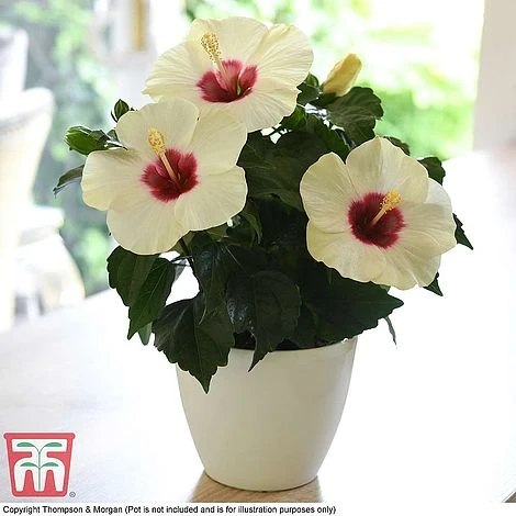 Hibiscus Adonicus 1 Hibiscus Adonicus