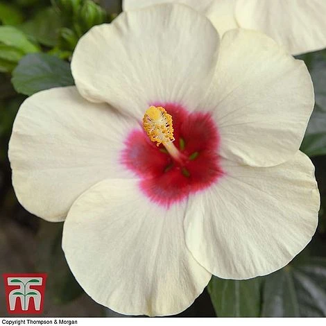 Hibiscus Adonicus 2 Hibiscus Adonicus - Image 2