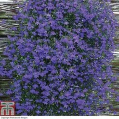 Nurseryman's Choice Summer Annual Plants -Vedicayur Store z LOBE T16172 A
