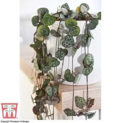 Hanging Houseplant Collection -Vedicayur Store z STRI KA8603 A