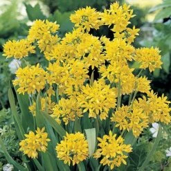 Spring Spectacular Colour Collection -Vedicayur Store z bulb5