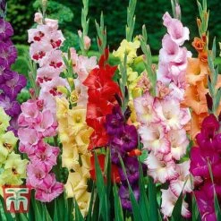 Summer Flowering Bulb Collection 11 Summer Flowering Bulb Collection -Vedicayur Store z mixed gladioli201