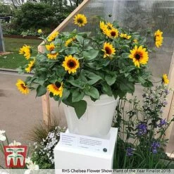 Vedicayur Store -Vedicayur Store z sunPOTY3